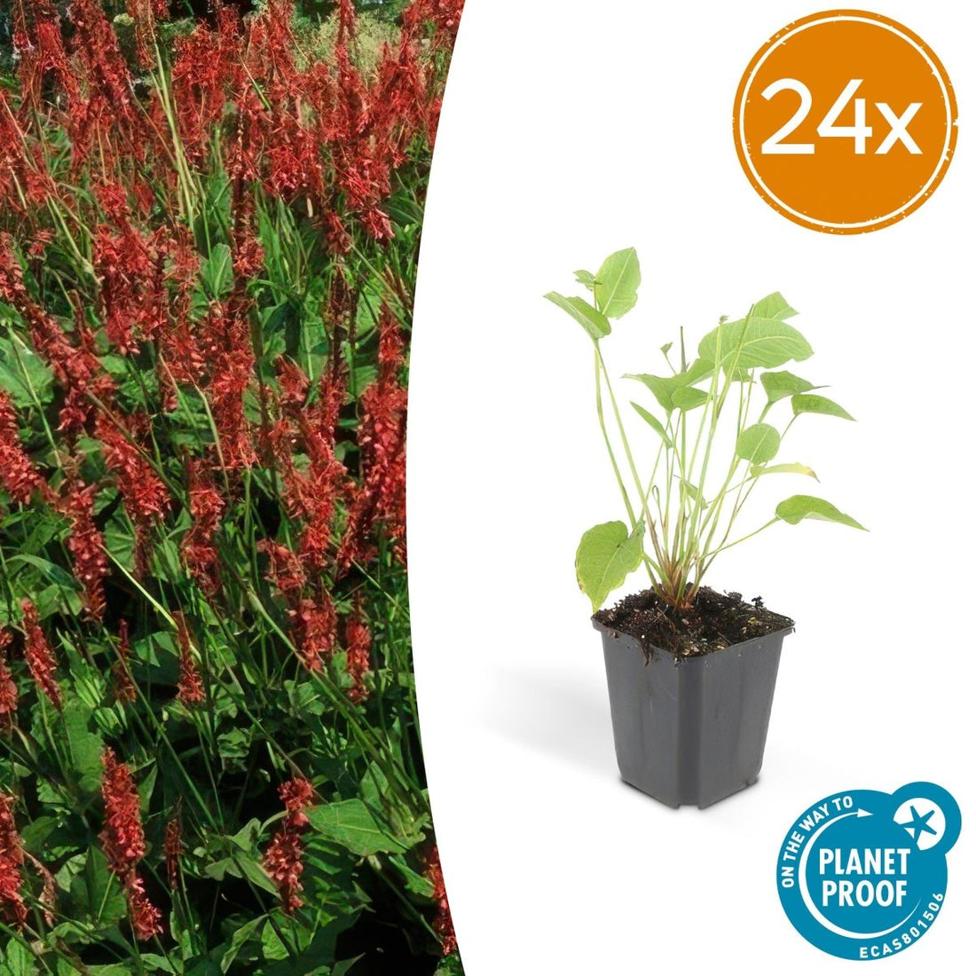 Persicaria amplexicaulis – 24 Pflanzen Ø 9 cm Höhe 10–25 cm – Kerzenknöterich | Blütenstarke Staude für Sonne &amp; Halbschatten - Wurzelwerk Design