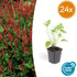 Persicaria amplexicaulis – 24 Pflanzen Ø 9 cm Höhe 10–25 cm – Kerzenknöterich | Blütenstarke Staude für Sonne & Halbschatten - Wurzelwerk Design