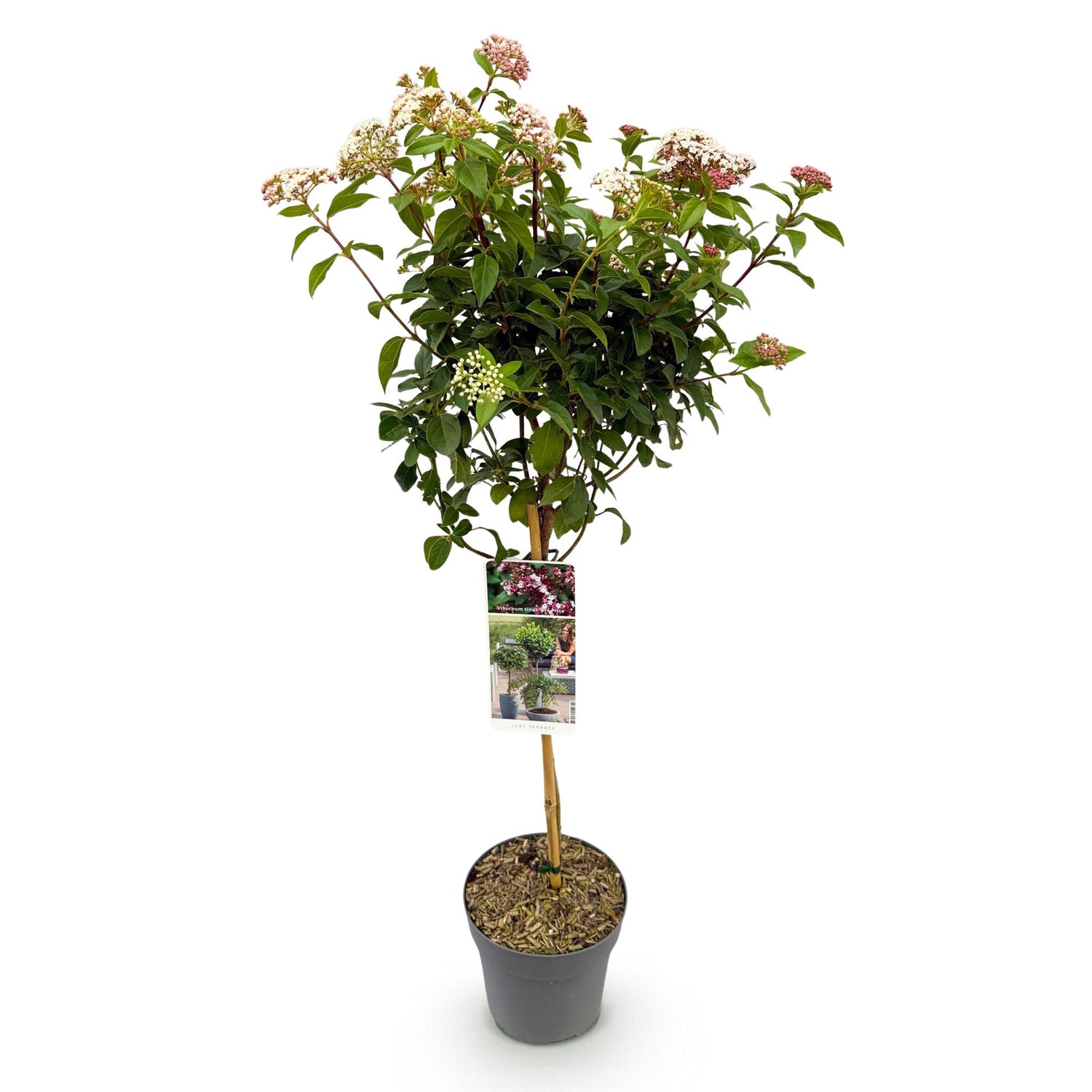 Immergrüner Viburnum tinus Eve Price in Topf, weiß-rosafarbene Blüten, winterhart, Terrassenpflanze, ca. 90cm hoch.