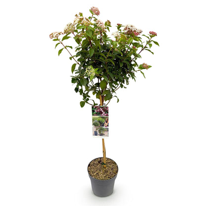 Immergrüner Viburnum tinus Eve Price in Topf, weiß-rosafarbene Blüten, winterhart, Terrassenpflanze, ca. 90cm hoch.