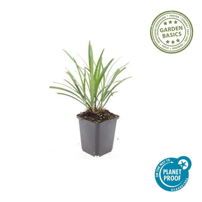 24x Liriope muscari &