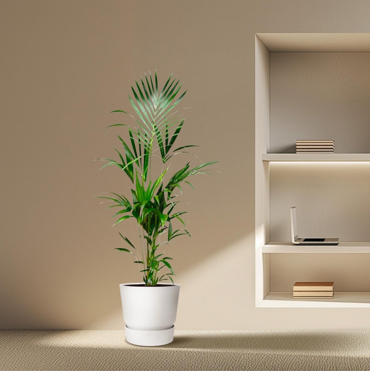 Kentia Palme kaufen – Howea forsteriana 70–260 cm | Zimmerpalme - Wurzelwerk Design
