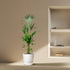 Kentia Palme kaufen – Howea forsteriana 70–260 cm | Zimmerpalme - Wurzelwerk Design
