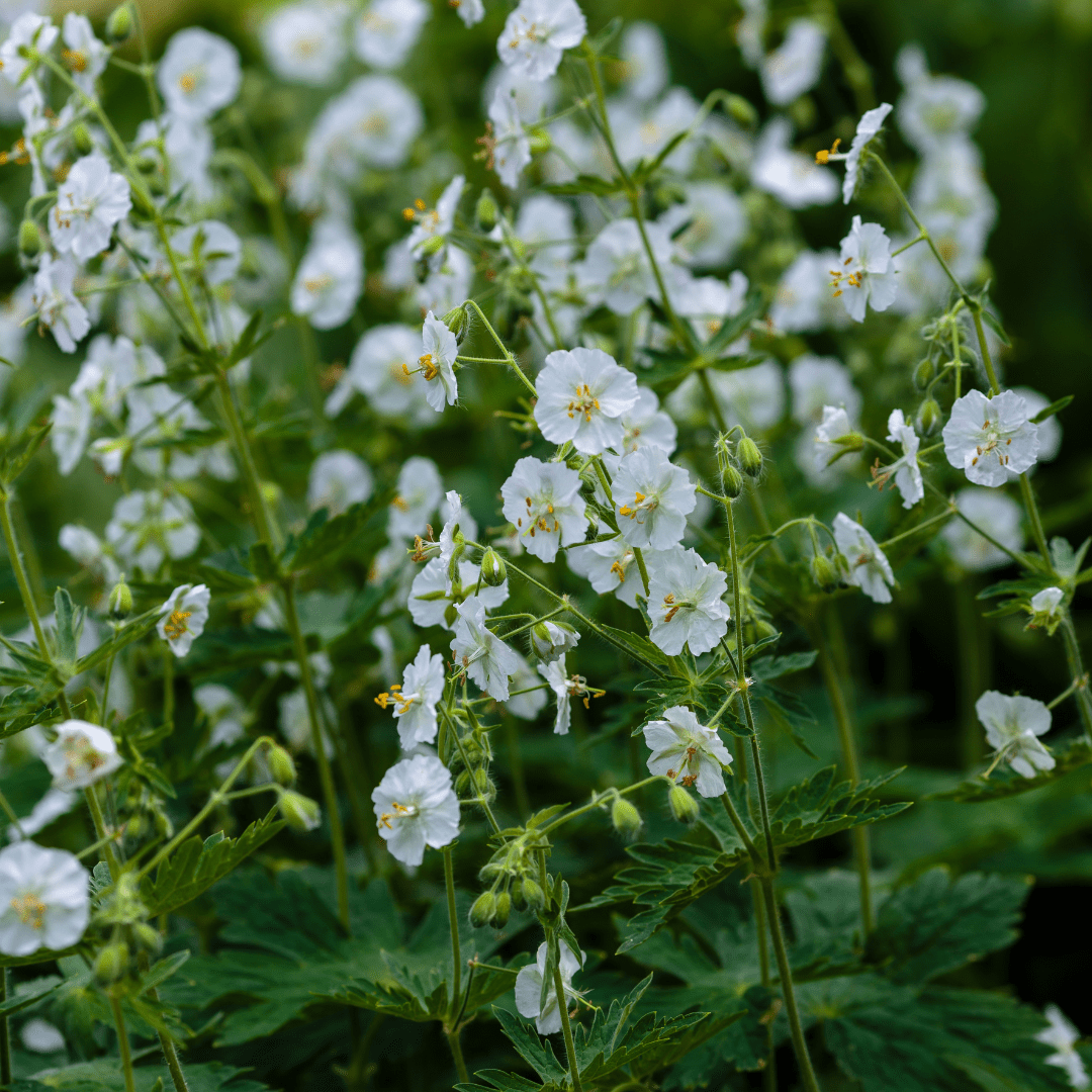 Sechs weiße Geranium macrorrhizum &