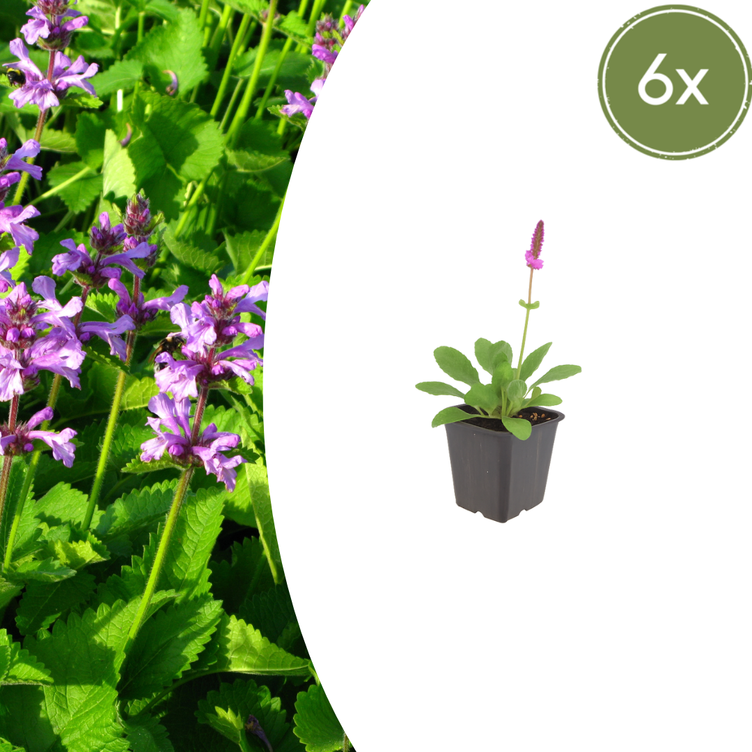Sechs Everspring Stachys mon. &