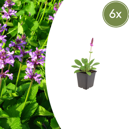 Sechs Everspring Stachys mon. &