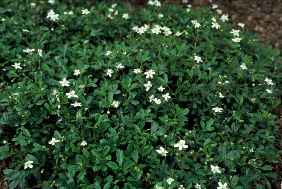 Potentilla tridentata ‘Nuuk’ – 24 Stück, Ø 9 cm Topf, Höhe 10–25 cm – Immergrüner, robuster Bodendecker - Wurzelwerk Design