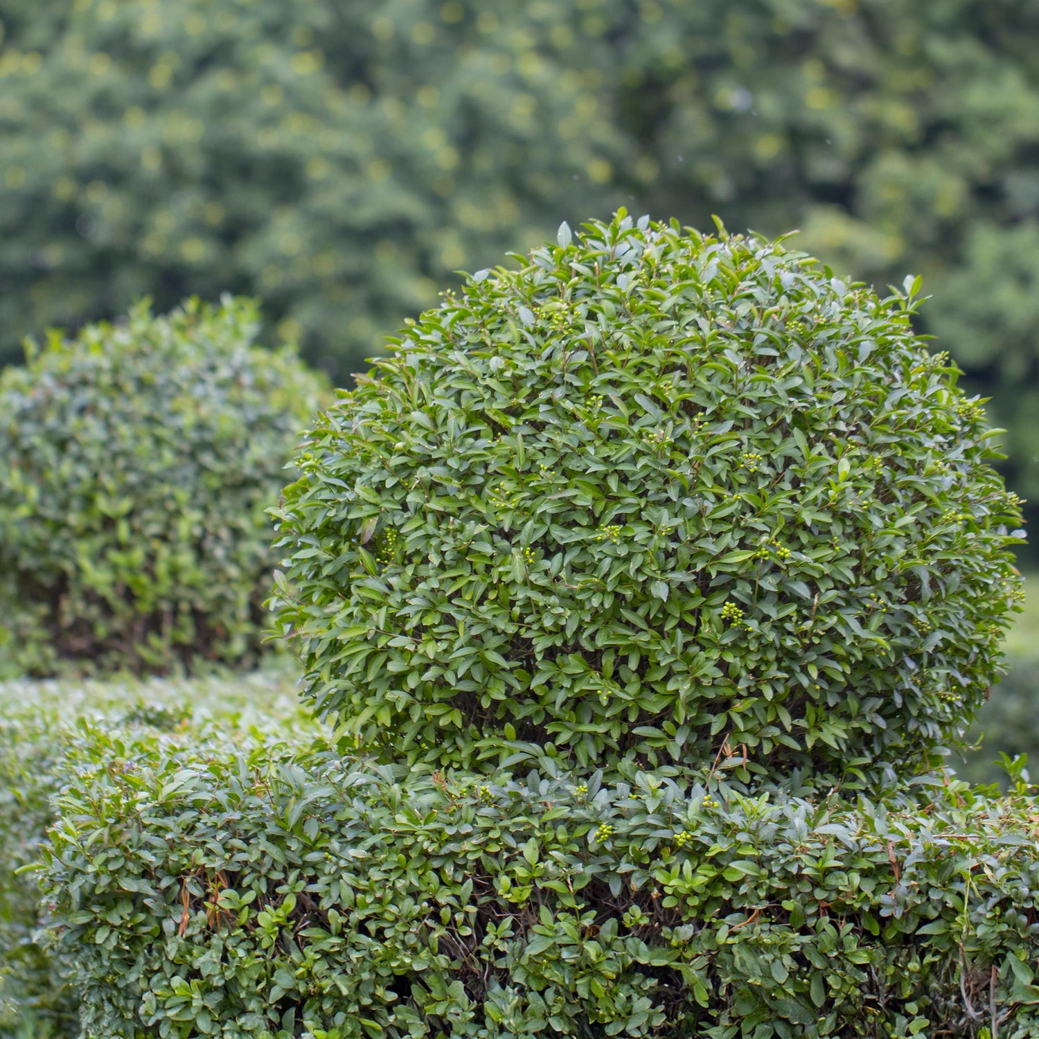 Liguster – Ligustrum ovalifolium online kaufen | 6 Pflanzen für 1 m Hecke, schnellwachsend &amp; anspruchslos – Wurzelwerk Design