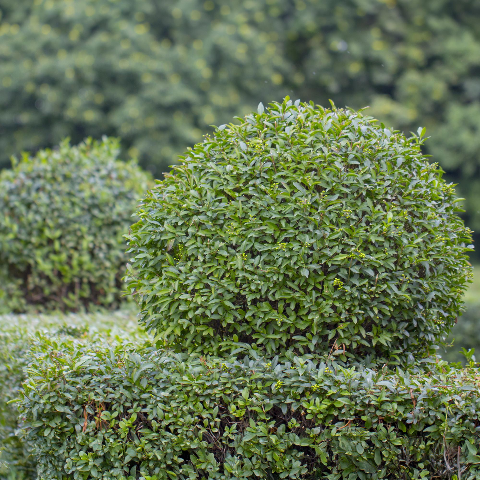 Liguster – Ligustrum ovalifolium online kaufen | 6 Pflanzen für 1 m Hecke, schnellwachsend &amp; anspruchslos – Wurzelwerk Design