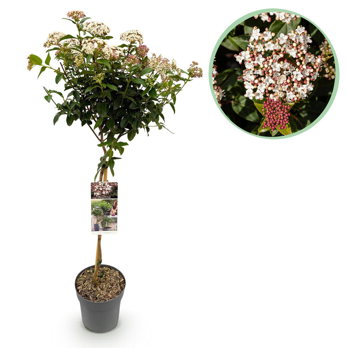 Viburnum tinus Pflanze von Everspring, immergrün, winterhart, mit weißen und rosa Blüten, Topf, Höhe ca. 90 cm