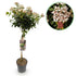 Viburnum tinus Pflanze von Everspring, immergrün, winterhart, mit weißen und rosa Blüten, Topf, Höhe ca. 90 cm