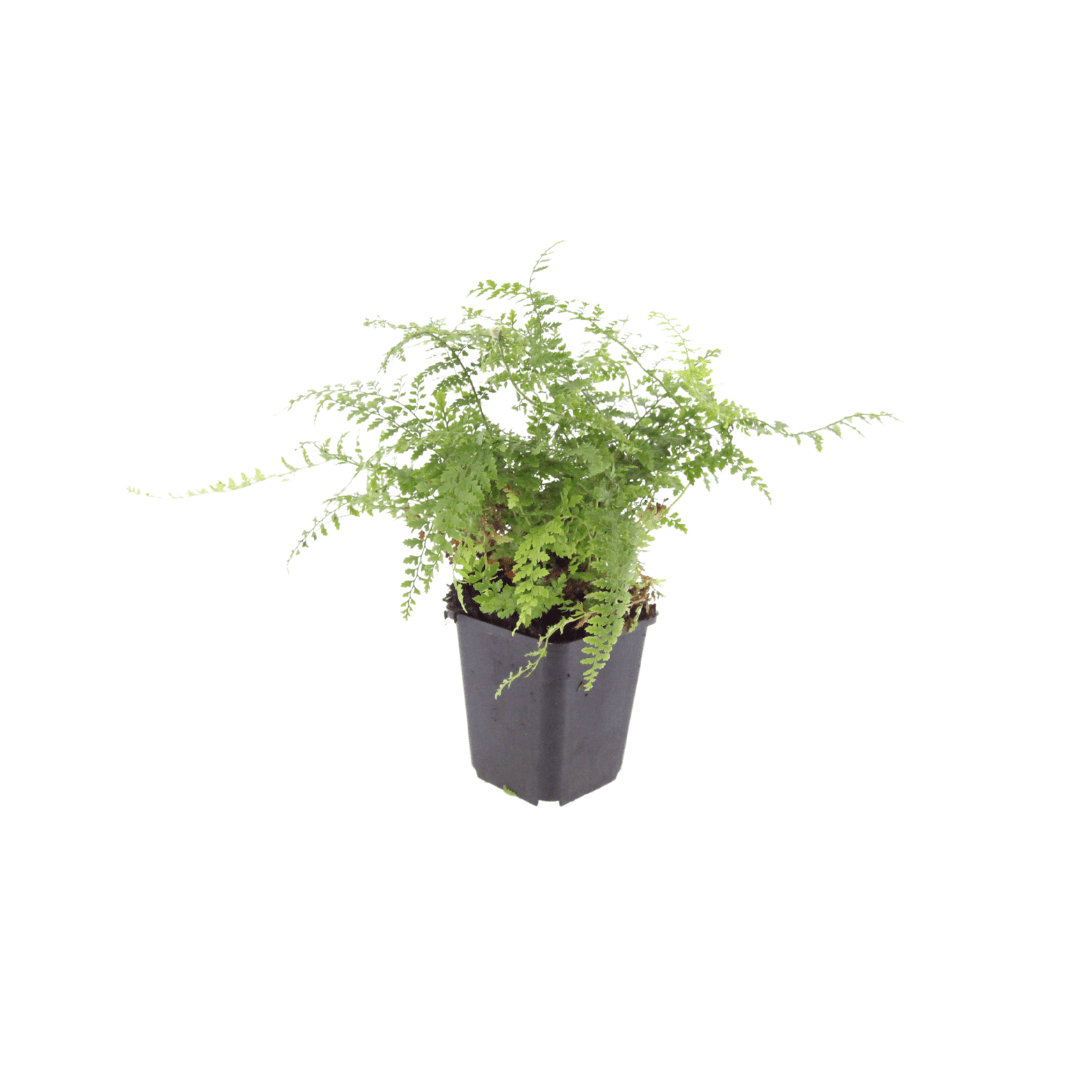 6x Polystichum set. ‘Herrenhausen’ - Höhe 10 - 25 cm - Ø 9 cm - Wurzelwerk Design