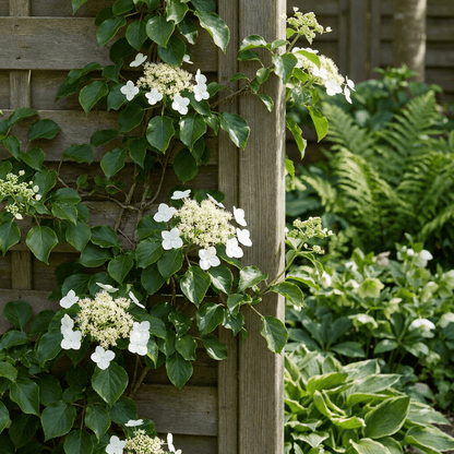 Kletterhortensie kaufen – 2 Pflanzen Hydrangea petiolaris | weiß, Ø 9 cm, Höhe 35 cm - Wurzelwerk Design