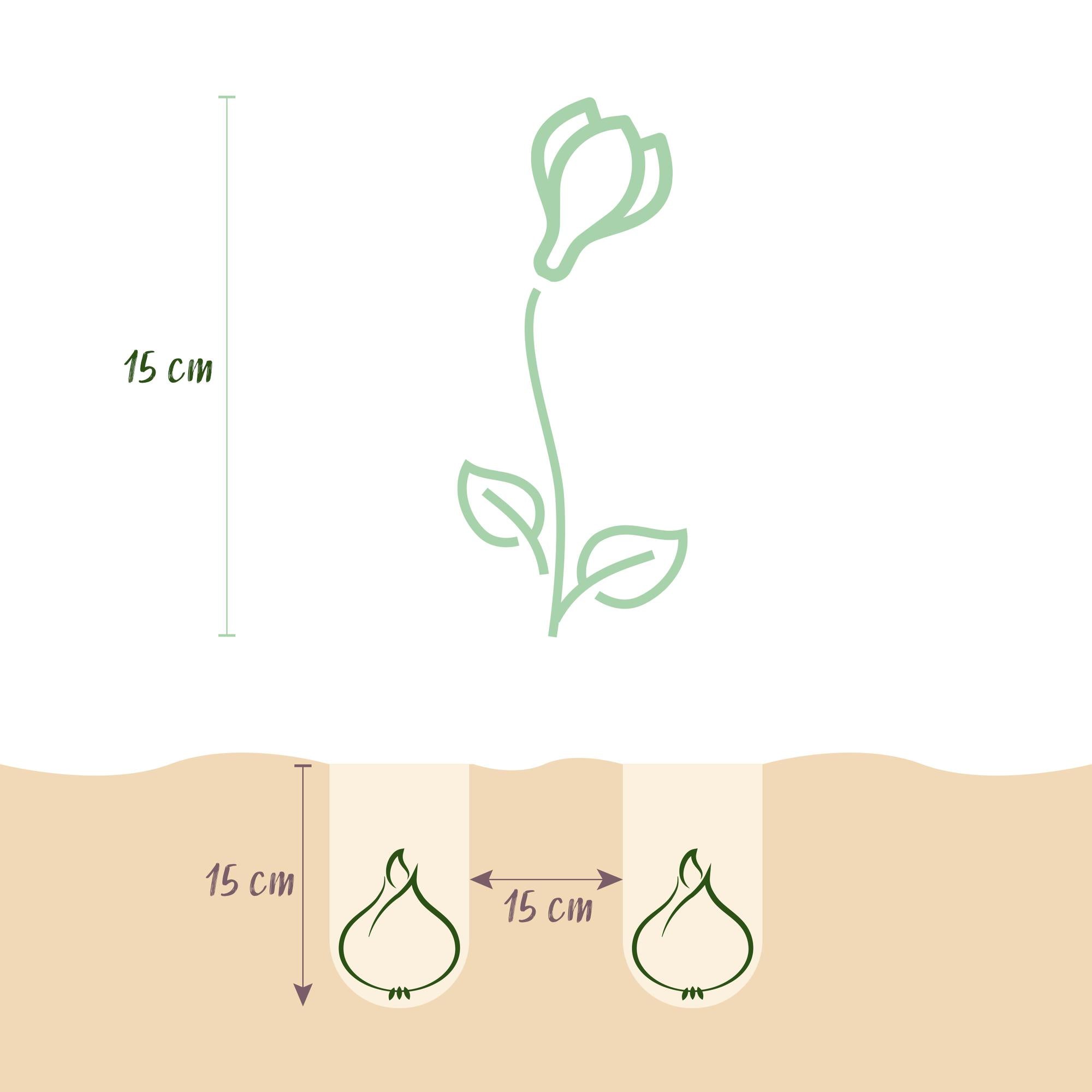 Blumenzwiebeln Crocus Ruby Giant | 50 Stück Lila – Zwiebelgröße 5/6 – XXL Pack