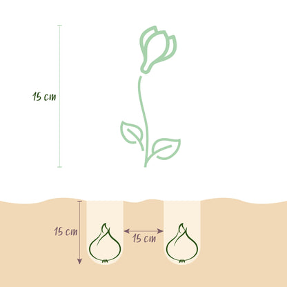 Blumenzwiebeln Crocus Ruby Giant | 50 Stück Lila – Zwiebelgröße 5/6 – XXL Pack