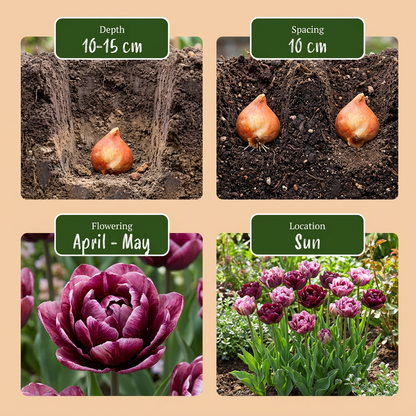 Tulpen-Mischung Sweet Desire – Tulipa online kaufen | 12 bis 96 Blumenzwiebeln in warmen Rosatönen – Wurzelwerk Design