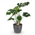 Everspring Monstera Deliciosa Pflanze im weißen oder grauen Topf, 70-80cm hoch, mit 21cm Topf, Zimmerpflanze, Grünpflanze