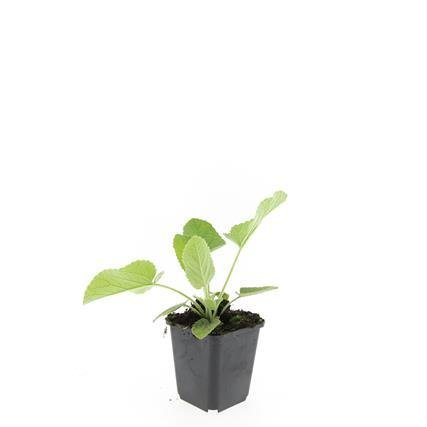 Phlomis russeliana – 24 Pflanzen Ø 9 cm Höhe 10–25 cm – Goldschopf - Brandkraut | Winterharte Staude für Sonne &amp; Halbschatten - Wurzelwerk Design