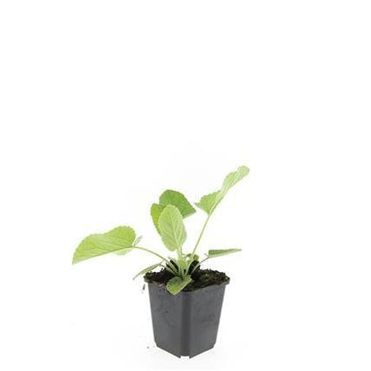 Phlomis russeliana – 24 Pflanzen Ø 9 cm Höhe 10–25 cm – Goldschopf - Brandkraut | Winterharte Staude für Sonne &amp; Halbschatten - Wurzelwerk Design