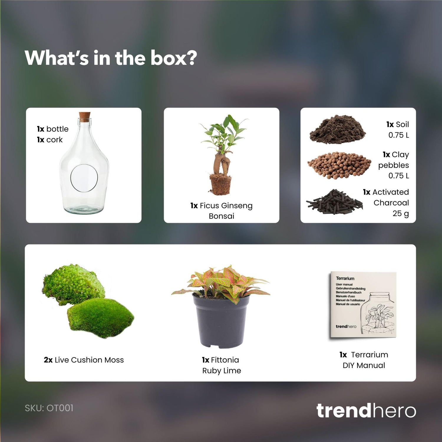 Open terrarium John - Bonsai &amp; Ruby Lime  ↑ 30 cm