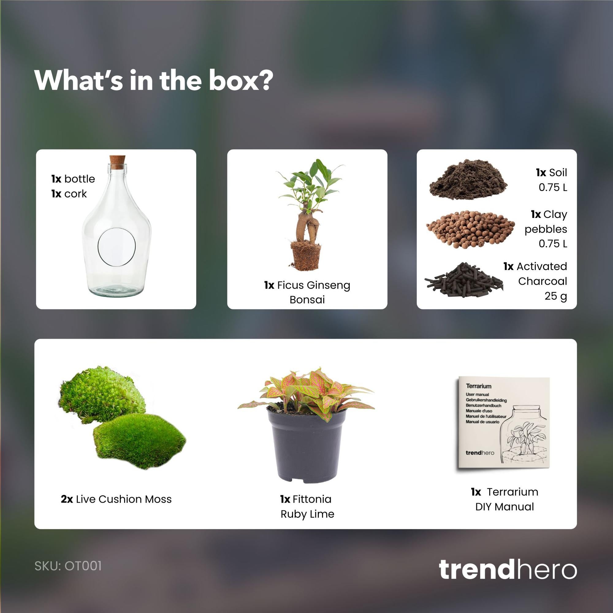 Open terrarium John - Bonsai &amp; Ruby Lime  ↑ 30 cm