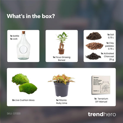 Open terrarium John - Bonsai &amp; Ruby Lime  ↑ 30 cm
