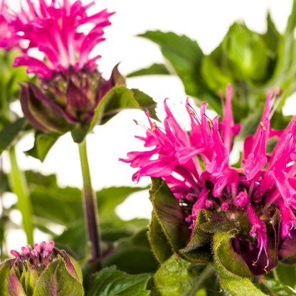 Indianernessel Monarda Didyma Pink Ø 19 cm - Höhe 45 - 60 cm - Wurzelwerk Design