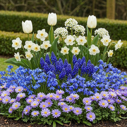 Blumenzwiebeln Bulb Garden Blue Mix | 125 Stück Blautöne – Geschenkverpackung - Wurzelwerk Design