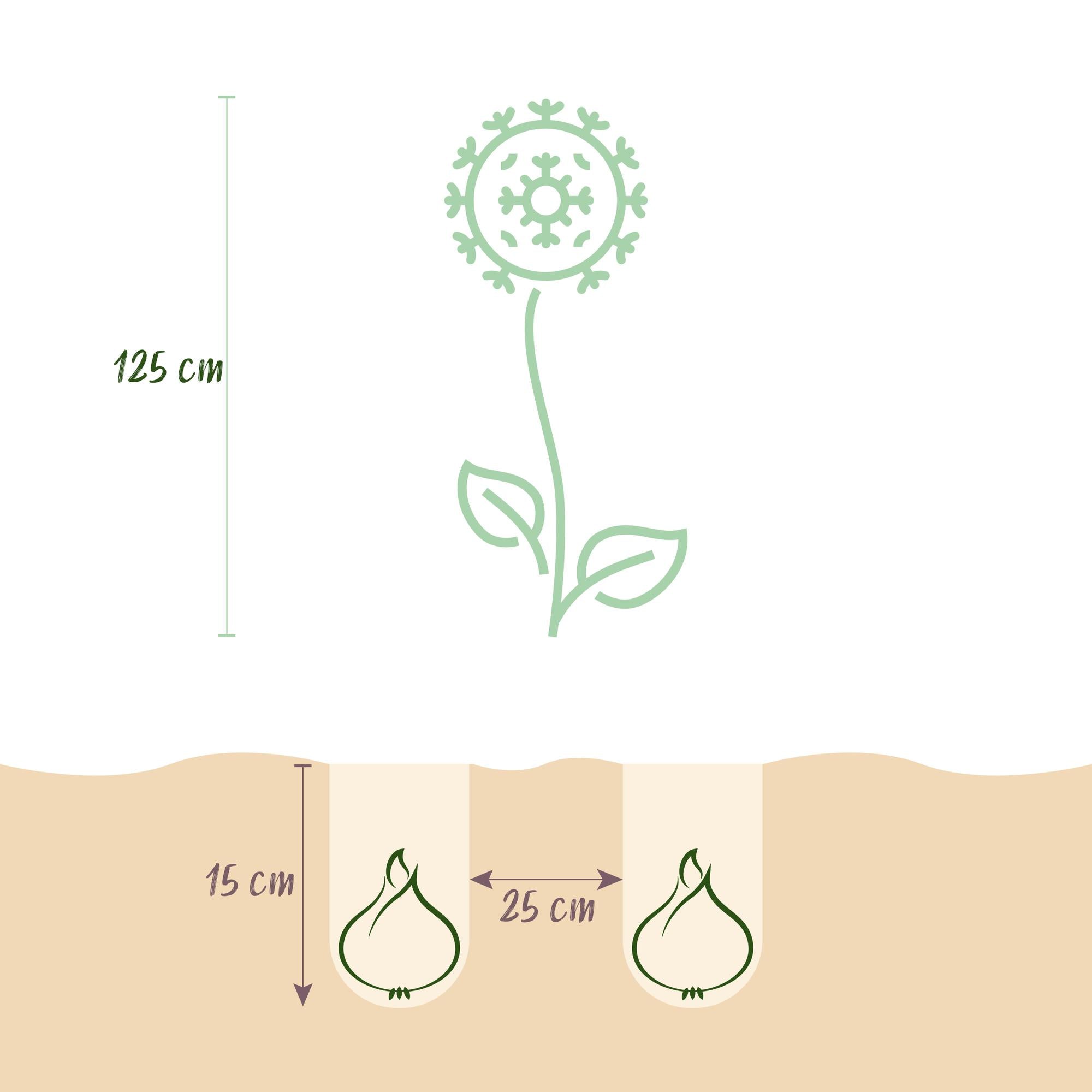 Blumenzwiebeln Allium Mount Everest | 3 Stück Weiß – Zwiebelgröße 16/18 – XXL Pack