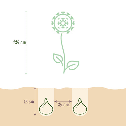 Blumenzwiebeln Allium Mount Everest | 3 Stück Weiß – Zwiebelgröße 16/18 – XXL Pack
