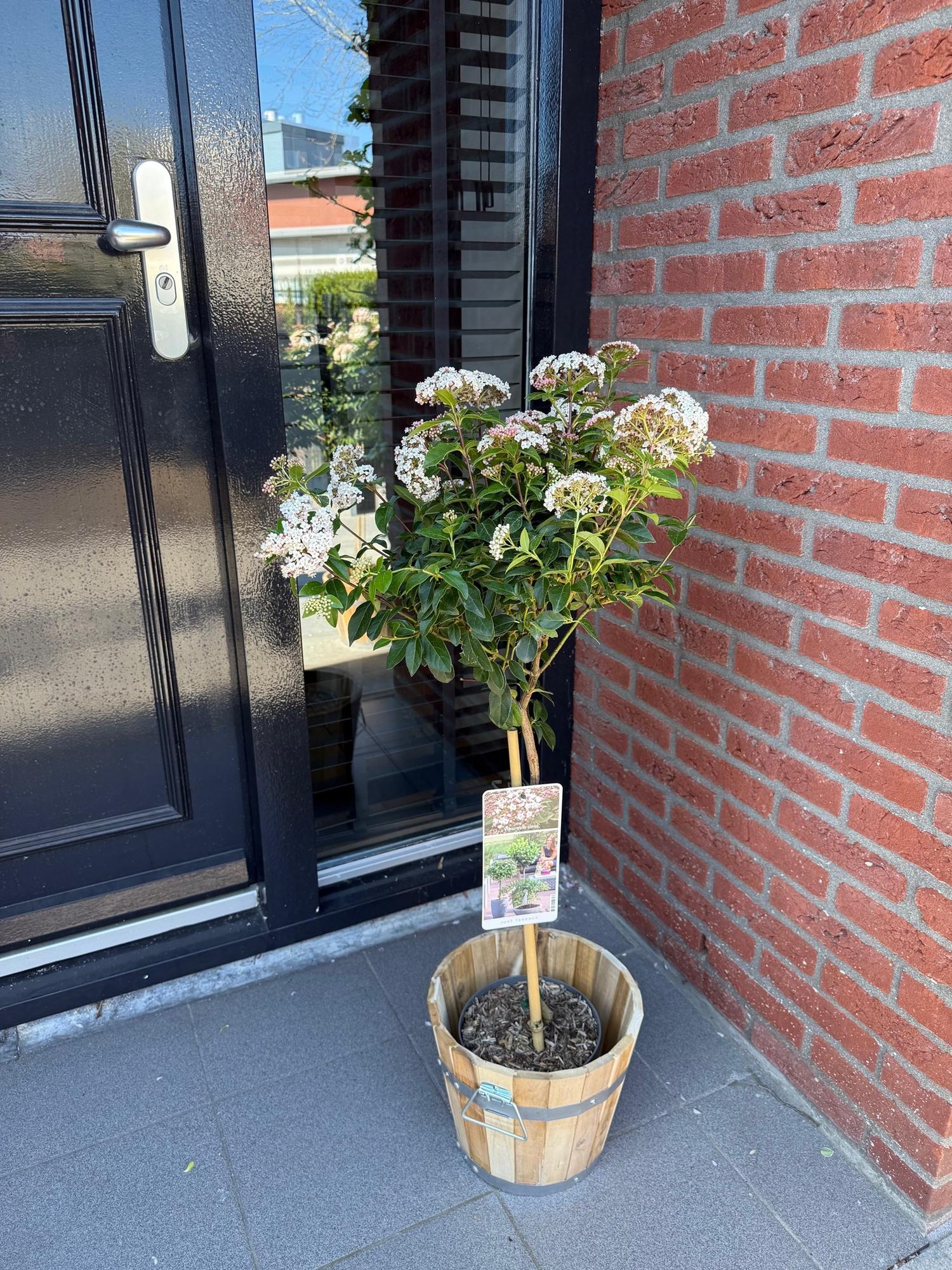 Immergrüner Viburnum tinus Topfpflanze mit weißen und rosa Blüten, winterhart, ca. 90 cm hoch in 19 cm Topf, Everspring
