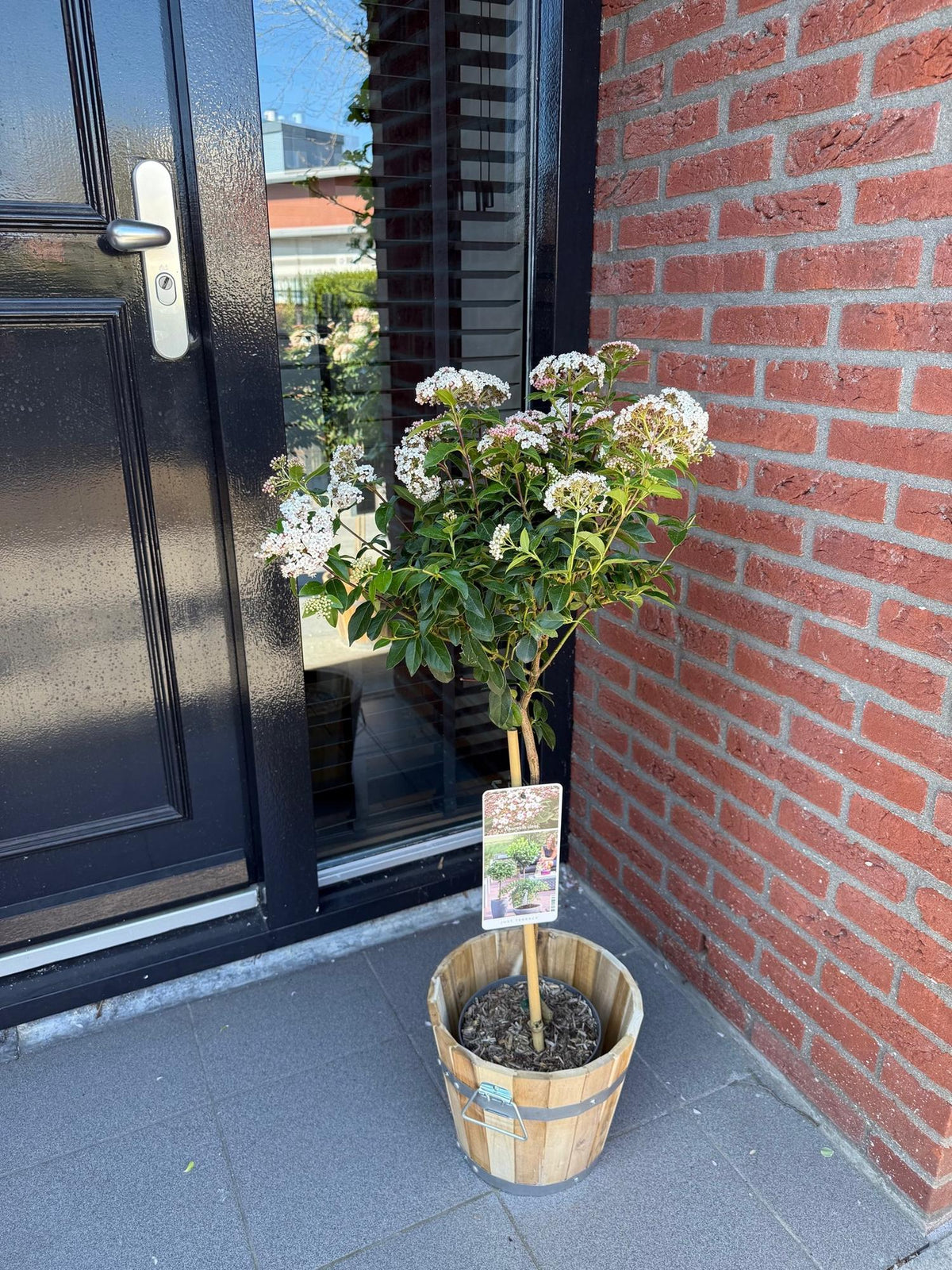Immergrüner Viburnum tinus Topfpflanze mit weißen und rosa Blüten, winterhart, ca. 90 cm hoch in 19 cm Topf, Everspring
