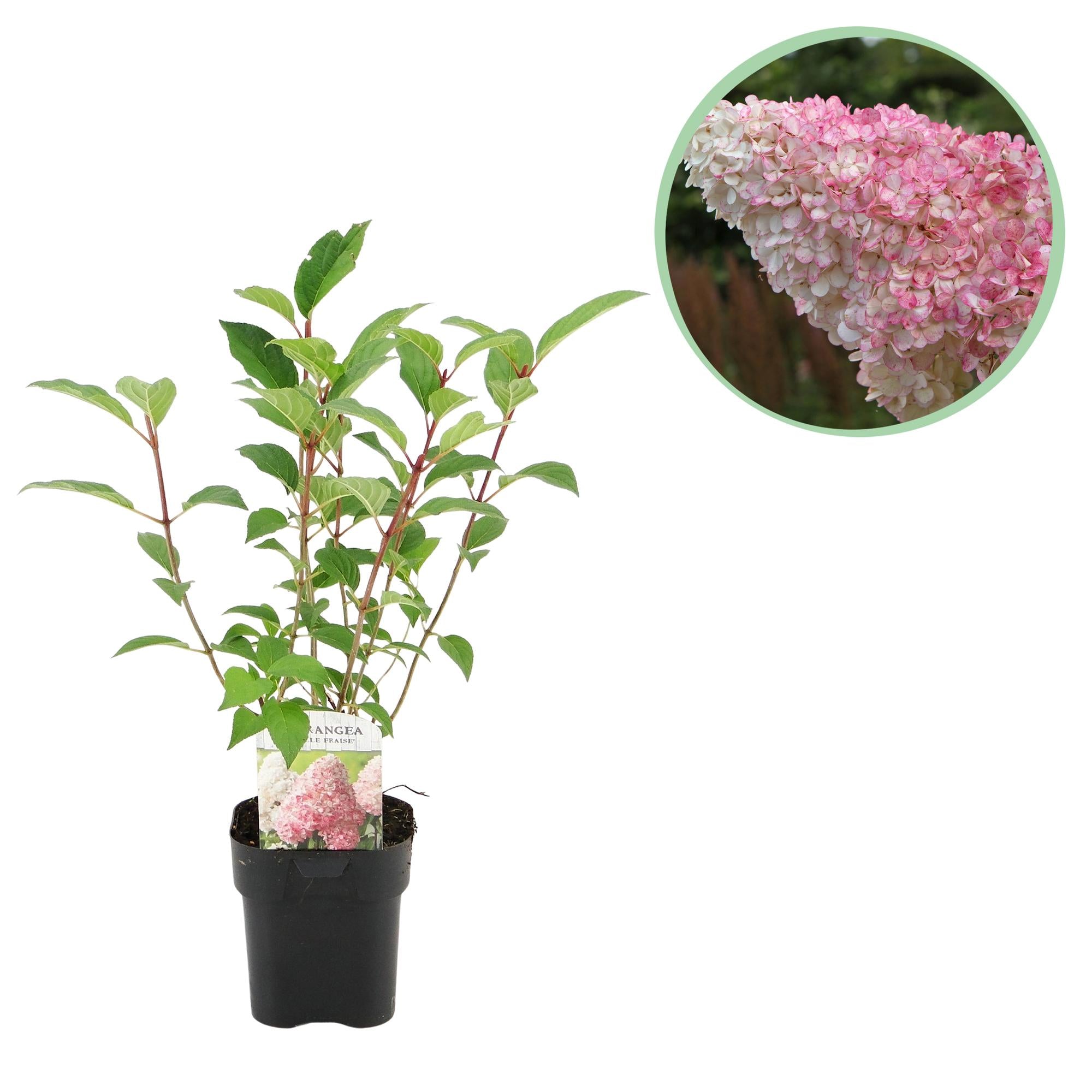 Rispenhortensie - Hydrangea panniculata Vanille Fraise - Blüte Weiß Rosa - 1 Pflanze - Laubabwerfend - Große Blumen - Topf 17cm Höhe 50cm