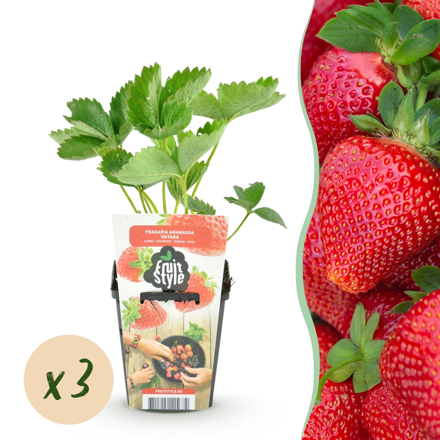 Drei winterharte Erdbeerpflanzen Fragaria ‘Maxim’ im 9 cm Topf, grüne Blätter und junge Triebe.