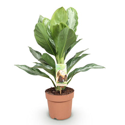 Everspring Aglaonema Silver Bay Silberblatt Pflanze, 70-75 cm hoch mit silbergrünen Blättern, Zimmerpflanze, dekorativ