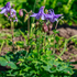 Sechsmal Aquilegia vulgaris Pflanzen, 10-25cm hoch, mit blauen Blüten, in kleinen Töpfen, von Everspring.