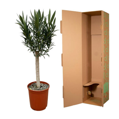Oleander Hochstamm – Nerium Oleander – ca. 110 cm – Ø22 cm Topf – Immergrün &amp; Mediterran - Wurzelwerk Design