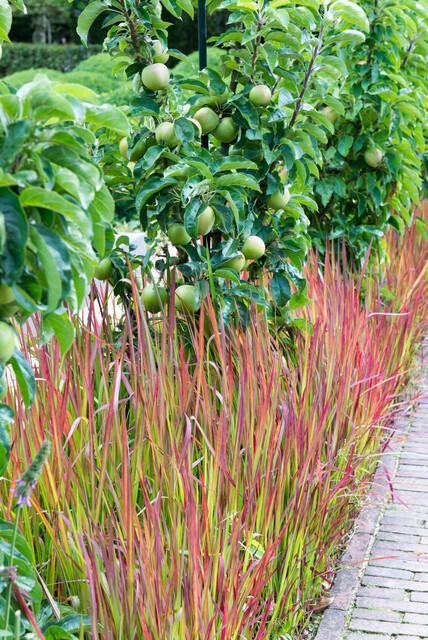 Imperata cylindrica ‘Red Baron’ – 24 Pflanzen Ø 9 cm – Japanisches Blutgras mit intensiver roter Färbung - Wurzelwerk Design