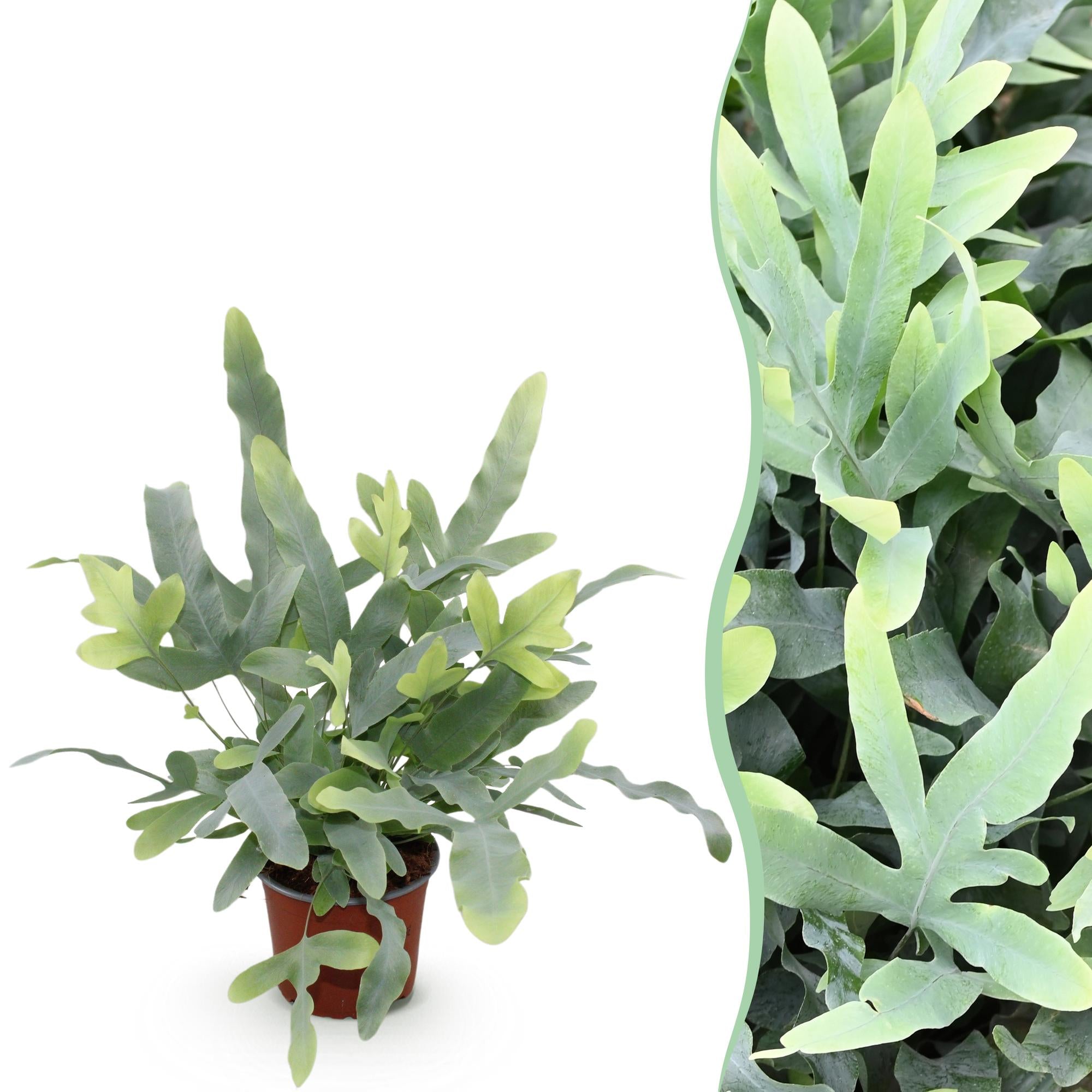 Everspring Phlebodium aureum ‘Blue Star’ - blauer Farn, haustierfreundliche Zimmerpflanze mit grünen Blättern und bläulichem Schimmer.