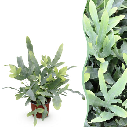 Everspring Phlebodium aureum ‘Blue Star’ - blauer Farn, haustierfreundliche Zimmerpflanze mit grünen Blättern und bläulichem Schimmer.