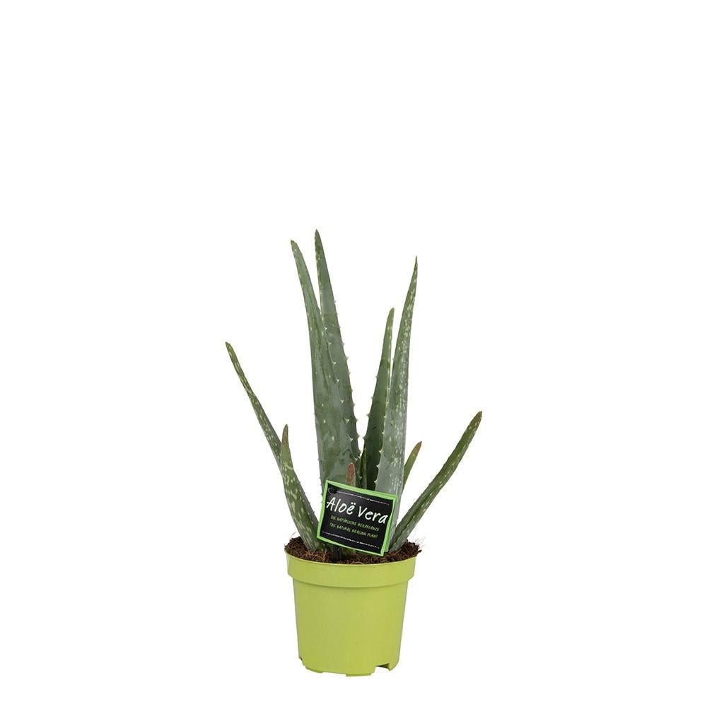 Aloë Vera 10,5cm - Ø10,5 ↕35 - Wurzelwerk Design