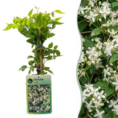 Gewöhnliche Waldrebe (Clematis vitalba) mit weißen Blüten