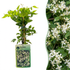Gewöhnliche Waldrebe (Clematis vitalba) mit weißen Blüten