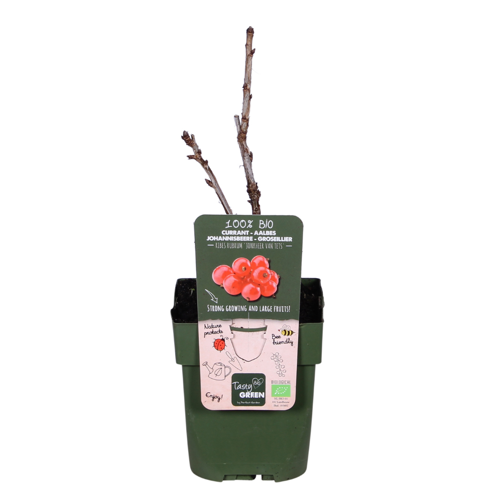 Rote Johannisbeere &