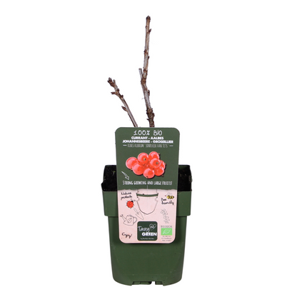 Rote Johannisbeere &