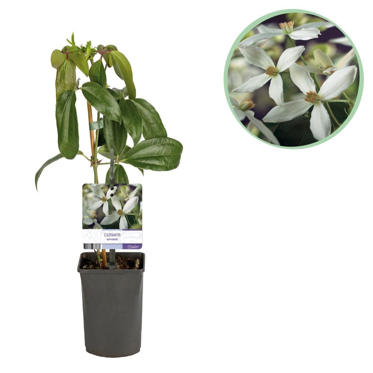 Clematis armandii | Immergrüne Clematis mit duftenden Frühlingsblüten - Wurzelwerk Design