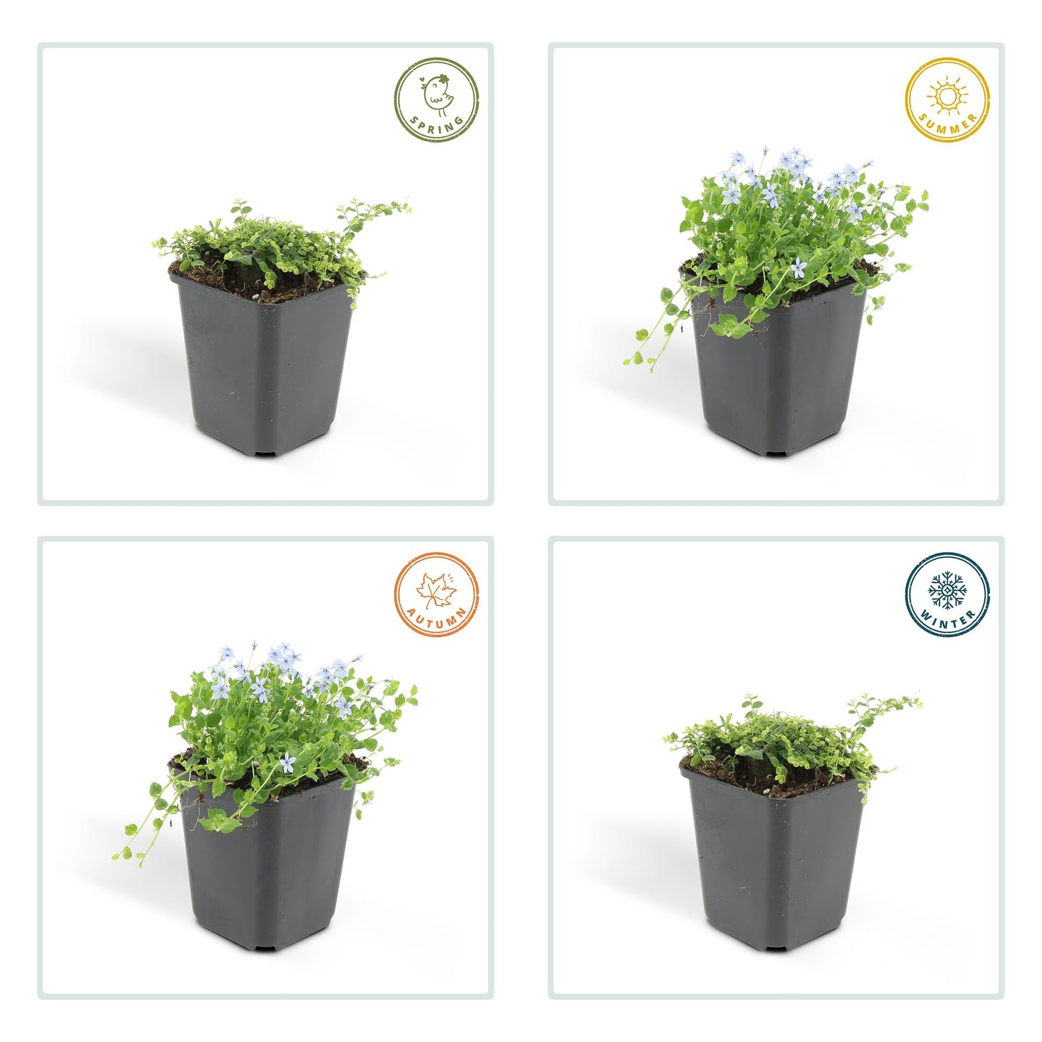 Isotoma fluviatilis – 24 Pflanzen Ø 9 cm ↕ 10–25 cm – Blühfreudiger, trittfester Bodendecker &amp; Rasenersatz