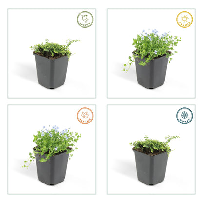 Isotoma fluviatilis – 24 Pflanzen Ø 9 cm ↕ 10–25 cm – Blühfreudiger, trittfester Bodendecker &amp; Rasenersatz