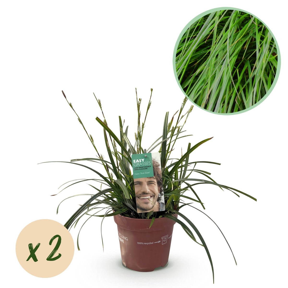 Zwei grüne Carex oshimensis Intense Green Ziergräser im Topf, Everspring, immergrün, pflegeleicht, 17 cm Durchmesser, 50 cm hoch