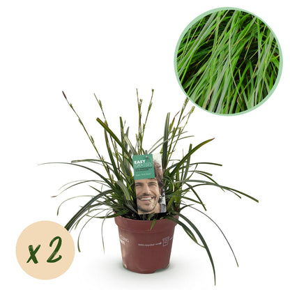 Zwei grüne Carex oshimensis Intense Green Ziergräser im Topf, Everspring, immergrün, pflegeleicht, 17 cm Durchmesser, 50 cm hoch